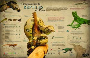 Infografía-Tráfico-Ilegal-de-Reptiles-en-Perú-[online PDF] - WCS Perú