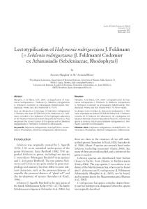 Lectotypification of Halymenia rodrigueziana J. Feldmann [= Sebdenia