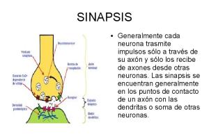 sinapsis